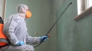 Best Black Mold Removal  in Paris, TX